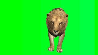 LION ROAR GREEN SCREEN  LION ROAR SOUND EFFECT  3D Animation  No Copyright [upl. by Aleras]