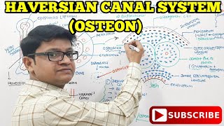 STRUCTURE OF BONE PART 2 HAVERSIAN CANAL SYSTEM  OSTEON NEET MSCBSCNSEBNSEJSKVPY [upl. by Pattie107]