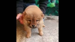 chow chow lindos cachorros en venta tel 5501 84885050 [upl. by Barsky798]