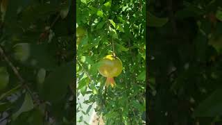 Melograno travel visitsicily automobile sicily nature fruit [upl. by Huberman306]