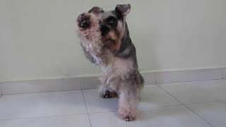 Fun amp Amazing Dog Tricks by Whisky the smartest schnauzer ever  Part 2 [upl. by Natanoj]