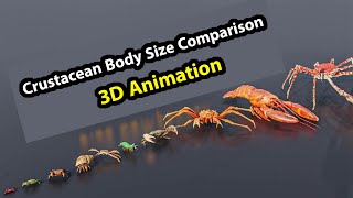 Crustacean Body Size Comparison 3D Animation [upl. by Anaujit]