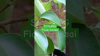 bonsai plants Bonsai Ficus Benjamina How To Grow Care and stylish a ficus tree [upl. by Tillinger]