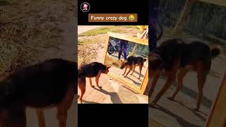 DOG VS MIRROR  FUNNIEST REACTION YOULL EVER SEEN [upl. by Berte122]