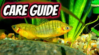 Limia Nigrofasciata care guide [upl. by Nnylsoj]