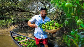 Mangrove Appleകണ്ടൽ ആപ്പിൾvadakkan vlog rajeesh vadakkanmalayalam channel [upl. by Bernt]