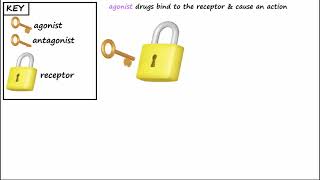 Agonist vs Antagonist [upl. by Edas]