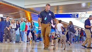 LAX Airport sound effects Terminal B  Background Announcements Police Line [upl. by Sheets]