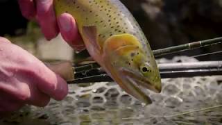 Scott F vs Sage Dart Video  On the Water with Telluride Angler [upl. by Amekahs]