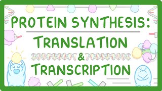 How are Proteins Made  Transcription and Translation Explained 66 [upl. by Sivia]