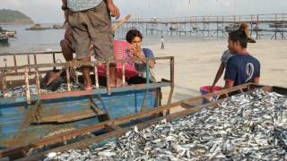 72  Fish catch  Ngapali Beach Myanmar [upl. by Farwell]