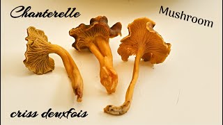 Chanterelle Jaune  Champignon  Cueillette  Mushroom  Girolle  Morbihan  Bretagne Sud  France [upl. by Eneluqcaj]