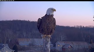 Good Morning Bella  Solo Visit  Sounds Trumpet  Jan 5 2024  NCTC Bald Eagle Nest [upl. by Hamfurd]