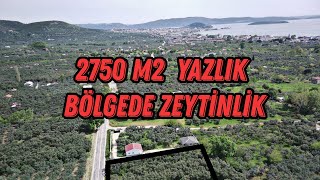 263 ERDEK TE MÜKEMMEL KONUM 2750 M² ZEYTİNLİK [upl. by Annohs]