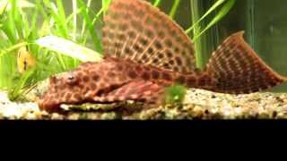 Leopard Sailfin plecostomus Pterygoplichthys gibbiceps high detail [upl. by Quillan]