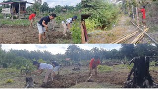 bersama meli mengolah lahan kebun dan memasang pagar samping kolam bersama pakde [upl. by Norrab]