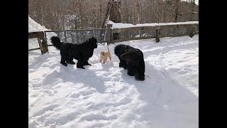 Newfoundland dogs playing with a 3monthold Golden puppy in the snow [upl. by Ogdon137]