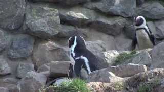 Pinguïns vangen voor transport  Burgers Zoo Natuurlijk  Arnhem [upl. by Ahmar589]