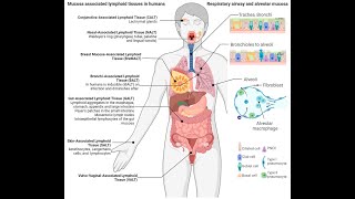 Mucosa associated lymphatic tissue MALT histology [upl. by Kcirtapnhoj]
