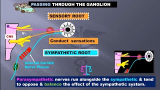 Ciliary Ganglion occulomotor nerve short amp long ciliary nerve [upl. by Avilo]