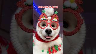 Advent Calendar Day 4 🎄 christmas adventcalendar samoyed funnydogs cutedog pets tiktok [upl. by Gnivre]