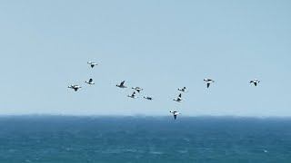 Bufflehead in flight  comparison Greenwinged Teal Longtailed Duck [upl. by Leacim982]