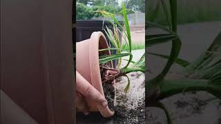 Repotting a Washingtonia Filifera palms viral [upl. by Bowra]