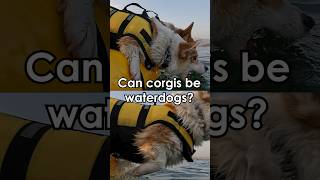 Can corgis be waterdogs dog corgi china travelinchina outdoors [upl. by Shari]