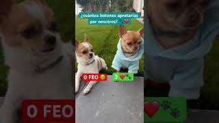 ⚠️NO DESLICES⚠️  chihuahua perros amigochihuahua [upl. by Etnud]