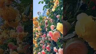 Beautiful Rose Flower Garden FlowerGardenNature 🌺🌾💐🪻🌹🌻🪷♨️ [upl. by Eelloh]