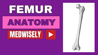 Anatomy of Femur Thigh bone Muscle Attachments femur anatomy thigh fracture movements yt 3d [upl. by Ailehs]