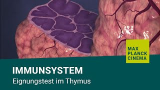 Immunsystem  Eignungstest im Thymus [upl. by Iznik]