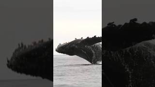 Stunning Humpback Whales Jumps Out Of Water  Why Do They Jump [upl. by Nyrehtak]