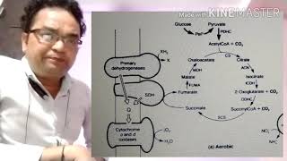 Response by facultative anaerobes to anaerobiosis Part 1 [upl. by Shaw]