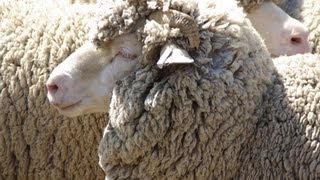 Gold Creek Sheep Station Canberra  TravelMovies [upl. by Odnalref]