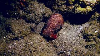 Starry Night Octopus Callistoctopus luteus [upl. by Lleksah]