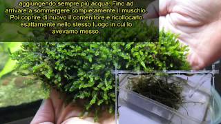 Come adattare muschio terrestre ed inserirlo in acquario  How to adapt the ground moss in aquarium [upl. by Iilek716]