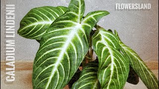 Caladium lindenii  Xanthosoma lindenii  Каладиум Линдена FlowersLand [upl. by Velda]