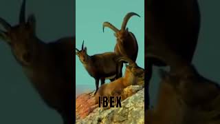 IBEX MATING SEASON [upl. by Eat]