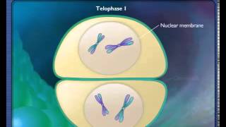 Stages of Meiosis [upl. by Mays]