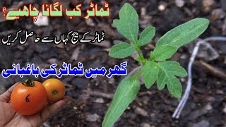 Tamatar Kab Lagana Chahiye  tomato gardening at home  how to grow tomatoes [upl. by Nylssej]