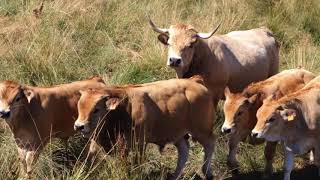 Aubrac troupeau de Michèle Batifol [upl. by Rowell]