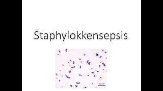 Staphylokokkensepsis [upl. by Aldas]