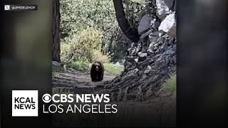 Hikers encounter bear on Mt Wilson trail [upl. by Aihsenat]