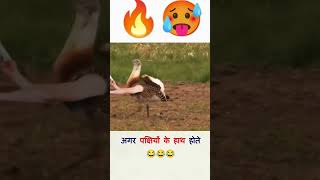 अगर पक्षियों के हाथ होते 🔥🥵 shorts youtubeshorts ytshorts [upl. by Dumah863]