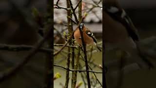 The Charming Common Chaffinch chaffinch ytshorts shorts [upl. by Curzon]