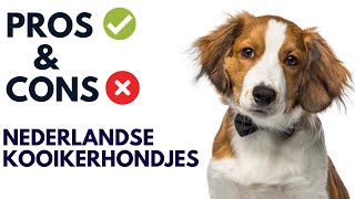 Nederlandse Kooikerhondjes Pros and Cons  Nederlandse Kooikerhondjes Advantages and Disadvantages [upl. by Lal828]