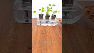 Planting in containers plants gardening diy shorts [upl. by Ennovehs]