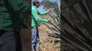 Costos Inesperados en agave Desgaste del vehículo shortvideo [upl. by Sucitivel]