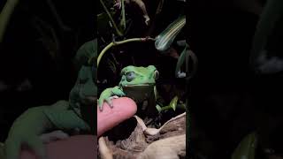 Rana Mono Encerada🐸🐸 Phyllomedusa sauvagiiWaxy Monkey Tree Frog🐸🐸shorts frog rana [upl. by Zoubek]